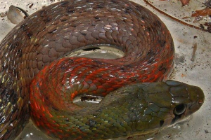 Bielizna wietnamski - trujący wąż Bielizna wietnamski - trujący wąż